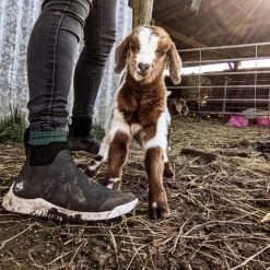 Muck Boots Outscape Chelsea Grey Ladies Rubber/Neoprene Slip Ons -Muck 93d3a34e b707 495a 9dac 2dced544e45e